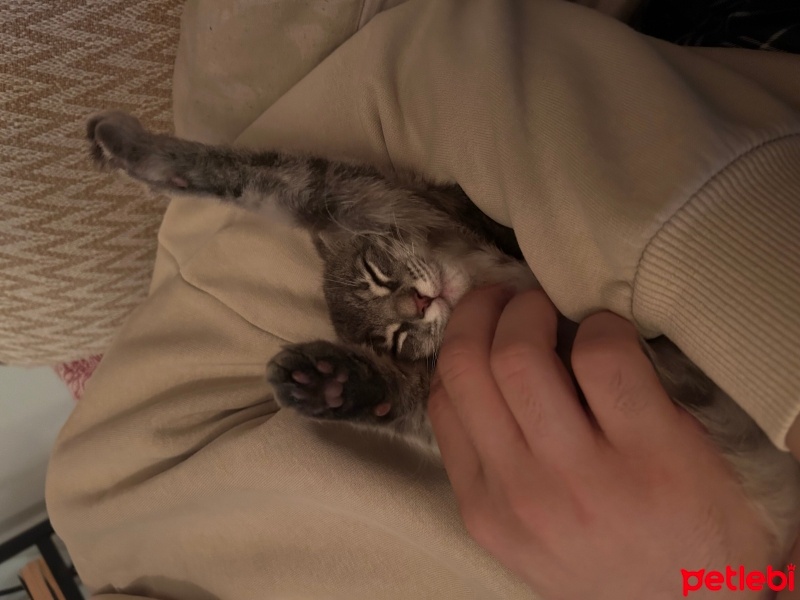 Tekir Kedi, Kedi  Gümüş fotoğrafı