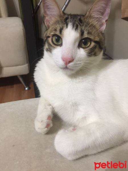 Tekir Kedi, Kedi  bONCUK fotoğrafı