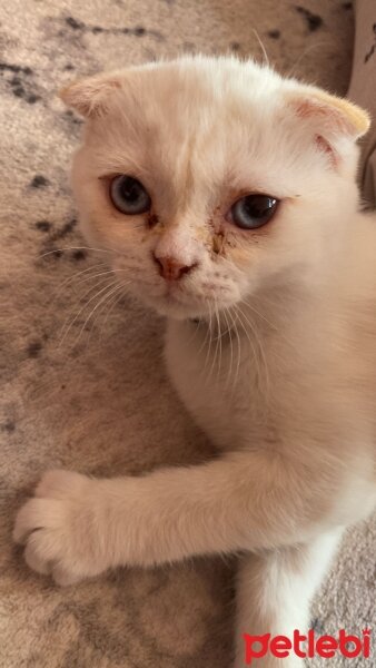 Scottish Fold, Kedi  Bulut fotoğrafı