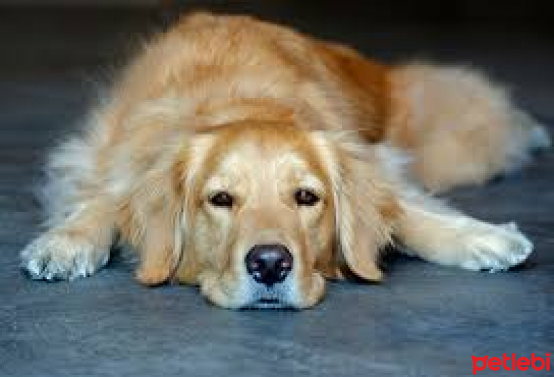 Golden Retriever, Köpek  Tekila fotoğrafı