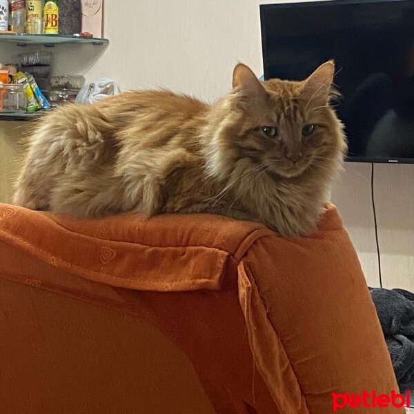 Sarman, Kedi  portakal fotoğrafı