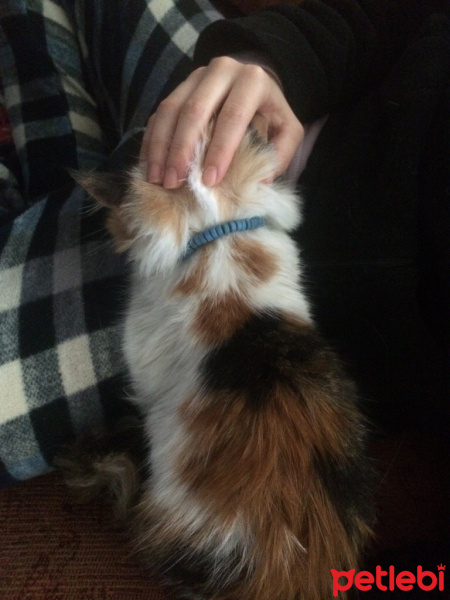 Tekir Kedi, Kedi  Nikita fotoğrafı