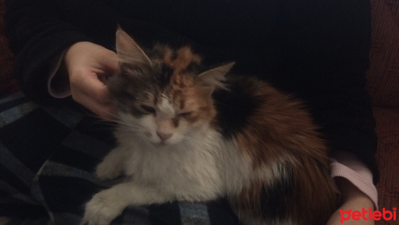 Tekir Kedi, Kedi  Nikita fotoğrafı