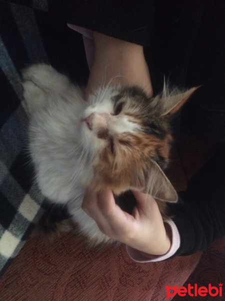 Tekir Kedi, Kedi  Nikita fotoğrafı