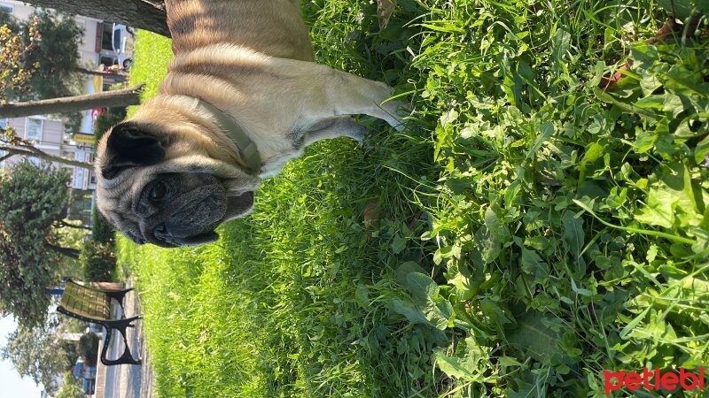 Pug, Köpek  Sofia fotoğrafı