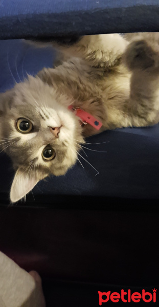 Sibirya Kedisi, Kedi  Phoebe fotoğrafı