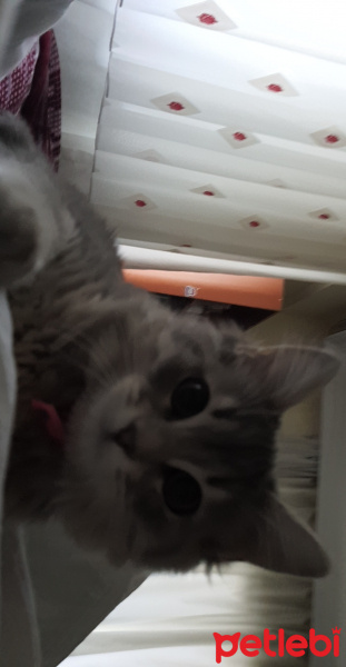 Sibirya Kedisi, Kedi  Phoebe fotoğrafı