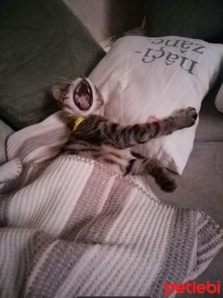 Tekir Kedi, Kedi  matilda fotoğrafı
