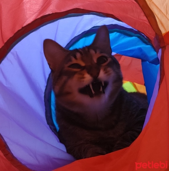 Tekir Kedi, Kedi  matilda fotoğrafı