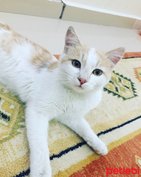 Tekir Kedi, Kedi  pestil fotoğrafı