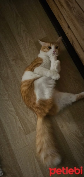 Sarman, Kedi  sherlock fotoğrafı
