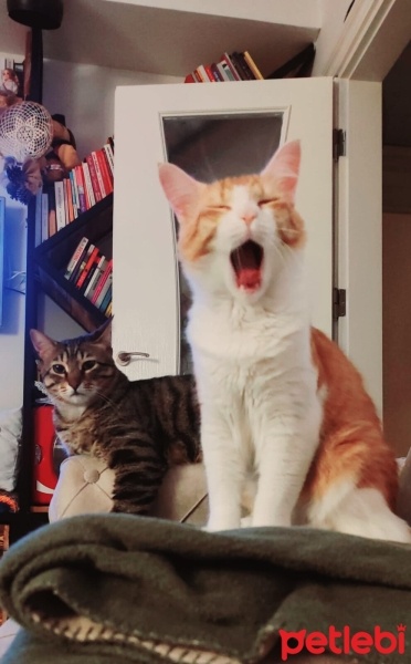 Sarman, Kedi  sherlock fotoğrafı