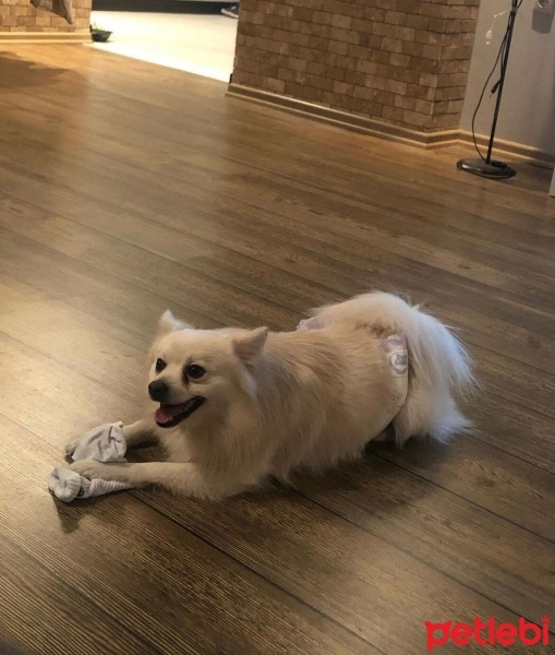 Pomeranyalı, Köpek  RON fotoğrafı