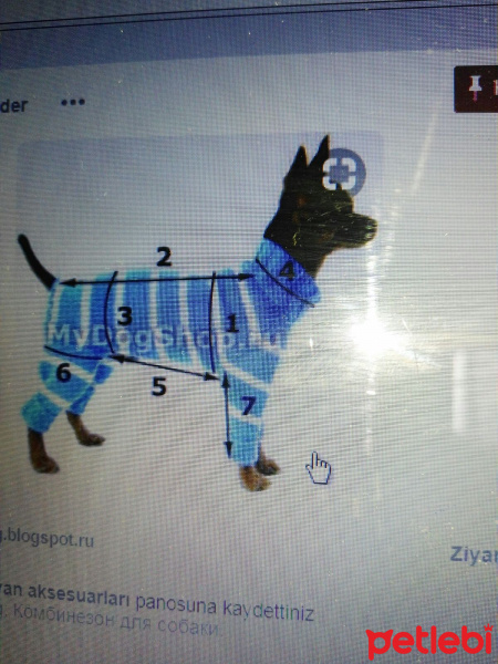 Pug, Köpek  Asya fotoğrafı