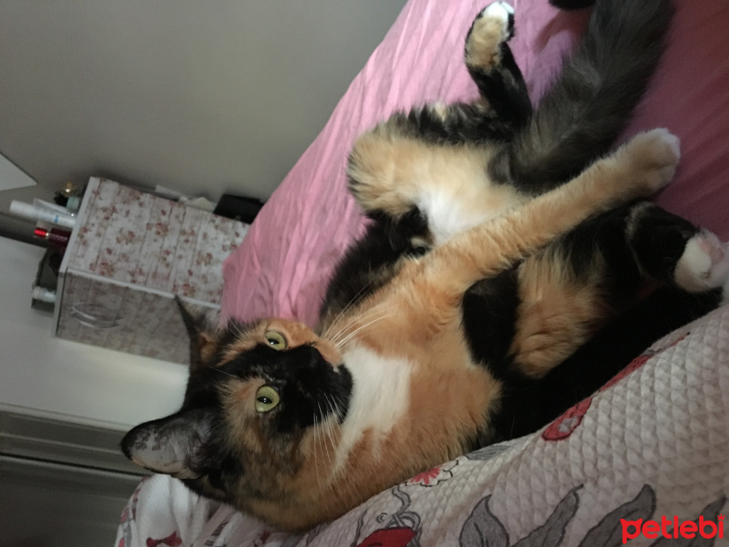 Tekir Kedi, Kedi  Şarap fotoğrafı