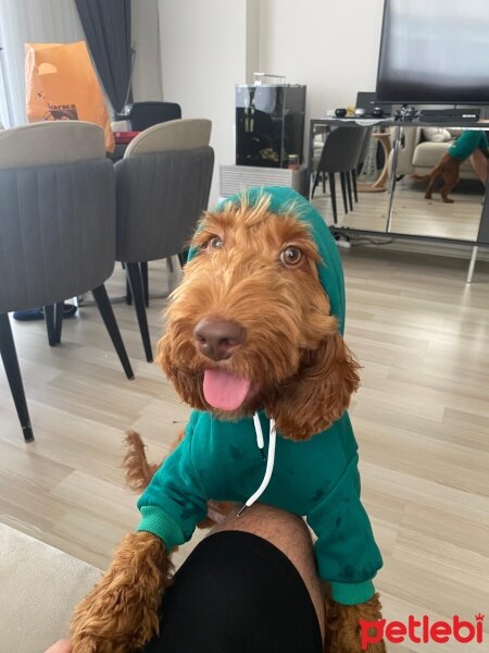 Poodle(Standart Kaniş), Köpek  Oscar fotoğrafı