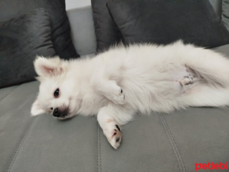 Pomeranyalı, Köpek  Latte fotoğrafı