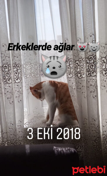 Sarman, Kedi  Susam fotoğrafı