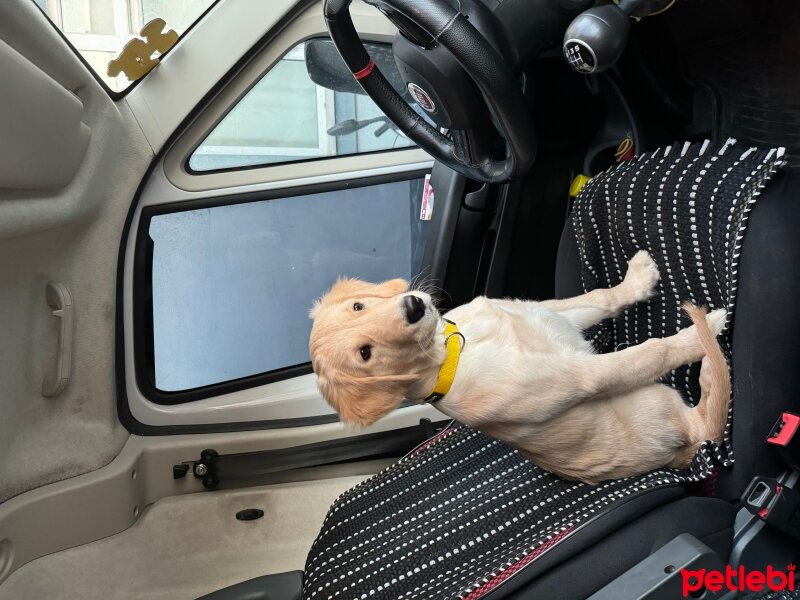 Golden Retriever, Köpek  Thor fotoğrafı