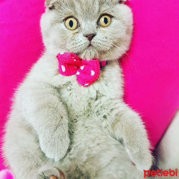 Scottish Fold, Kedi  mia fotoğrafı