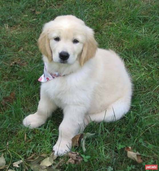 Golden Retriever, Köpek  siri fotoğrafı