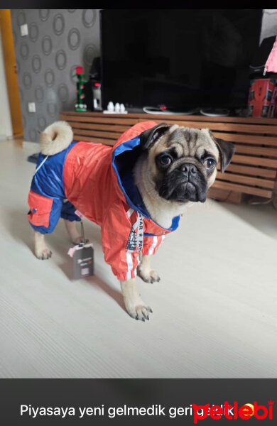 Pug, Köpek  Chicco fotoğrafı