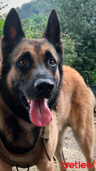 Belçika Malinois, Köpek  Pasha fotoğrafı