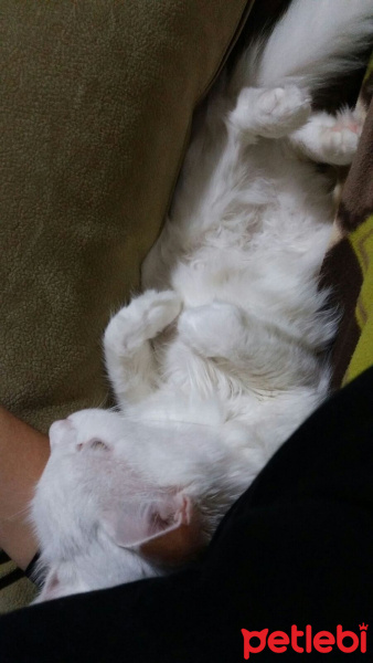 Ankara Kedisi, Kedi  Yakamoz fotoğrafı