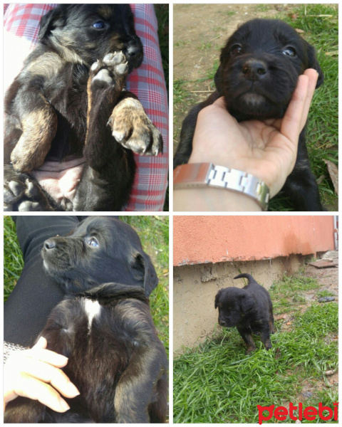 Sokö (Sokak Köpeği), Köpek  Adı yok fotoğrafı