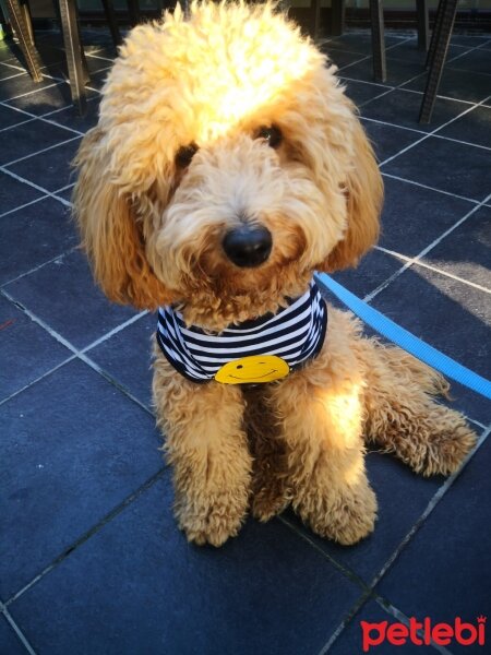 Poodle(Standart Kaniş), Köpek  Latte fotoğrafı