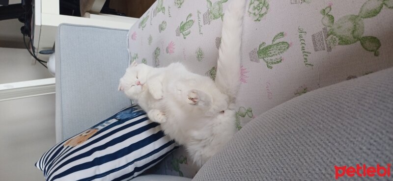 Scottish Fold, Kedi  Pamuk fotoğrafı