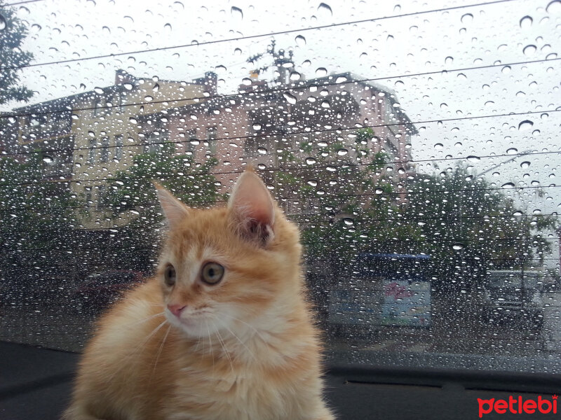 Tekir Kedi, Kedi  Susam fotoğrafı