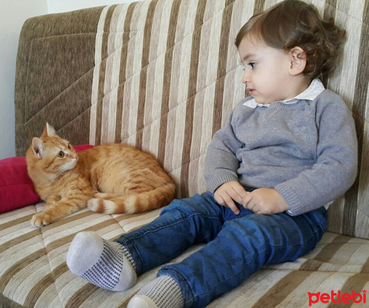 Tekir Kedi, Kedi  Susam fotoğrafı