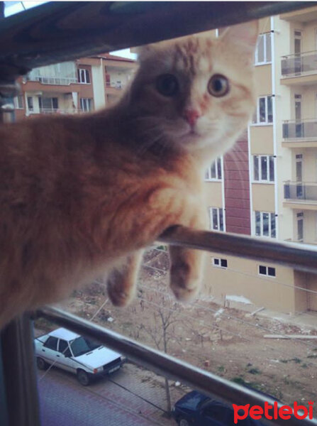 Tekir Kedi, Kedi  Susam fotoğrafı