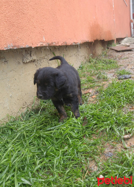 Sokö (Sokak Köpeği), Köpek  Adı yok fotoğrafı