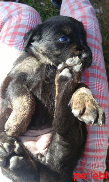 Sokö (Sokak Köpeği), Köpek  Adı yok fotoğrafı