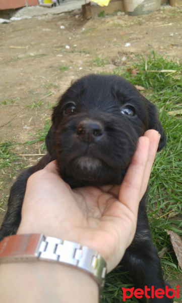 Sokö (Sokak Köpeği), Köpek  Adı yok fotoğrafı