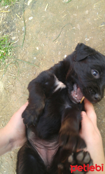 Sokö (Sokak Köpeği), Köpek  Adı yok fotoğrafı