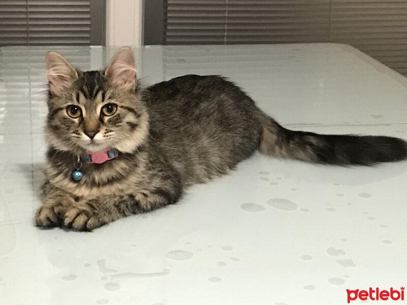 American Bobtail, Kedi  Ponçik fotoğrafı