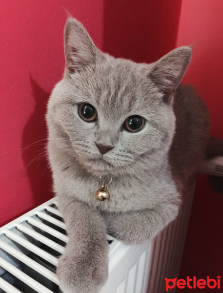 British Shorthair, Kedi  Ponçik fotoğrafı