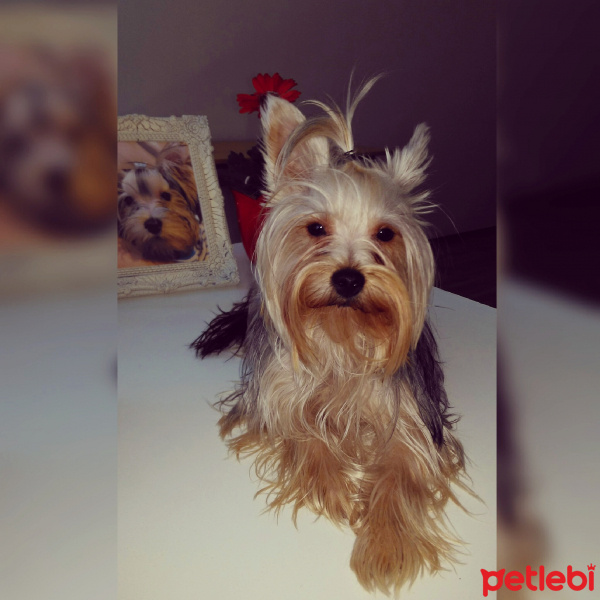 Yorkshire Terrier, Köpek  Çakıl fotoğrafı
