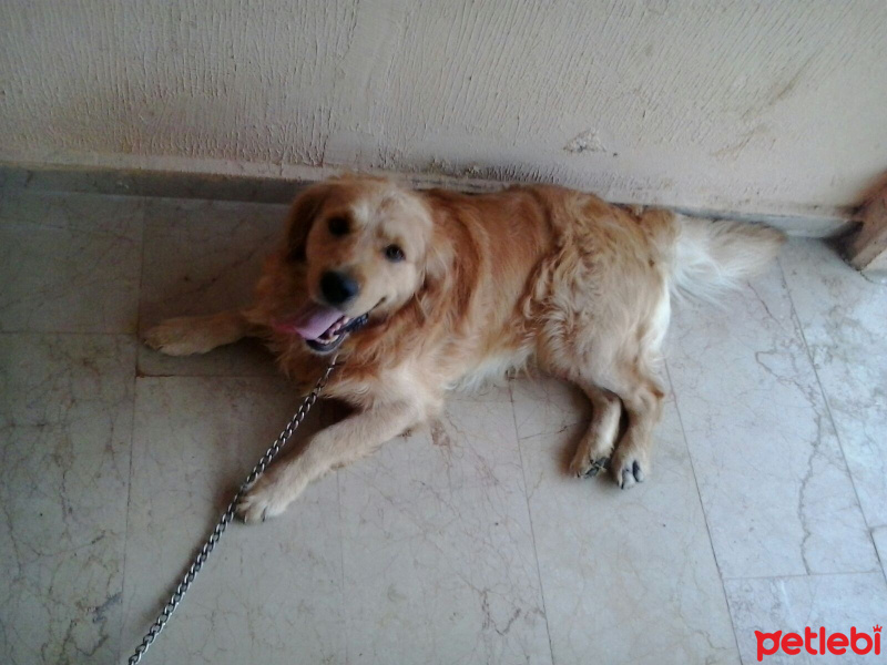 Golden Retriever, Köpek  Papi fotoğrafı