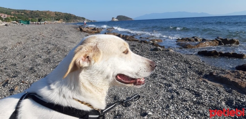 Golden Retriever, Köpek  misha fotoğrafı