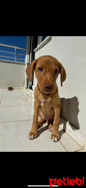 Labrador Retriever, Köpek  Krep fotoğrafı