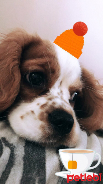 Cavalier King Charles Spanieli, Köpek  Mila fotoğrafı