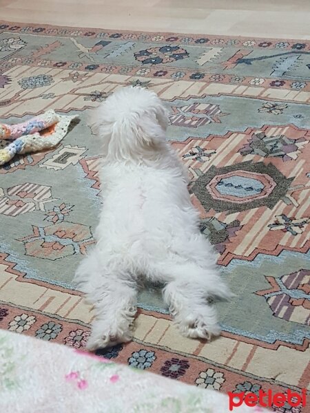 Maltese, Köpek  Mişa fotoğrafı