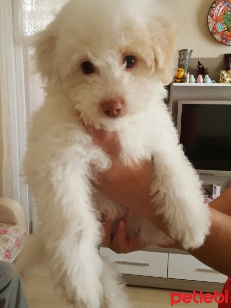 Maltese, Köpek  Mişa fotoğrafı