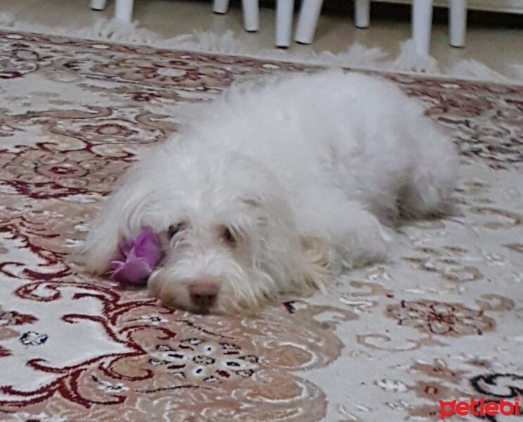 Maltese, Köpek  Mişa fotoğrafı