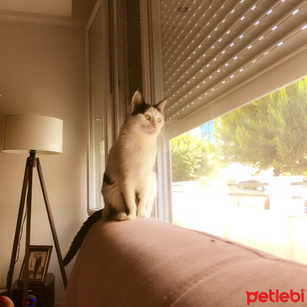 Tekir Kedi, Kedi  şeker fotoğrafı