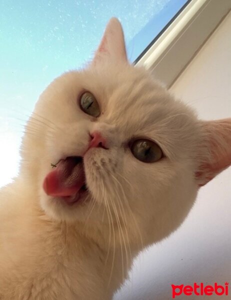 British Shorthair, Kedi  Nazlı fotoğrafı